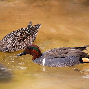 Arizona Trail - American Green-winged Teals