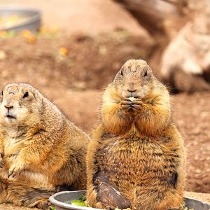Arizona Trail - Black-tailed Prairie Dogs