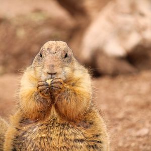 Arizona Trail - Black-tailed Prairie Dog