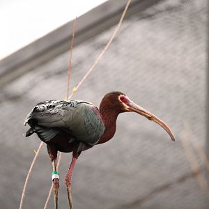 Arizona Trail - White-faced Ibis