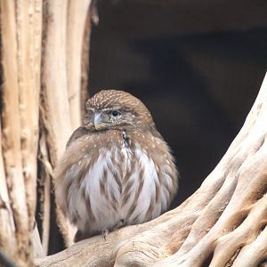 Arizona Trail - Cactus Ferruginous Pygmy-Owl