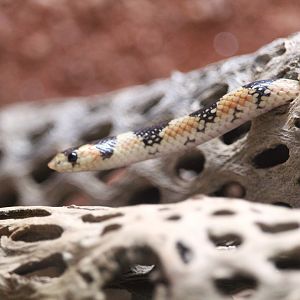Arizona Trail - Western Shovelnose Snake
