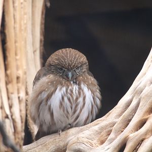 Arizona Trail - Cactus Ferruginous Pygmy-Owl