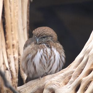 Arizona Trail - Cactus Ferruginous Pygmy-Owl