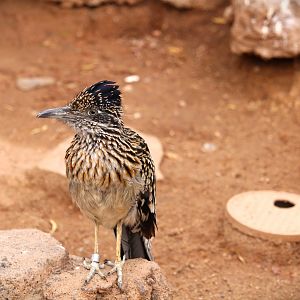 Arizona Trail - Greater Roadrunner