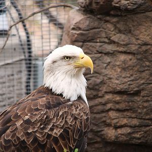 Arizona Trail - Southern Bald Eagle