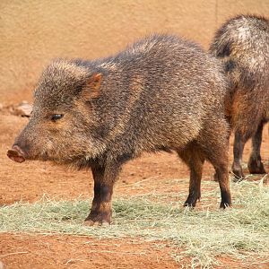 Arizona Trail - Sonoran Collared Peccary