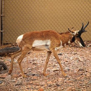 Arizona Trail - Baja California Pronghorn