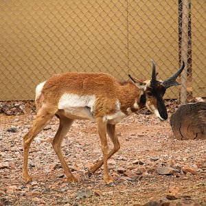 Arizona Trail - Baja California Pronghorn