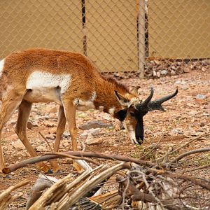 Arizona Trail - Baja California Pronghorn