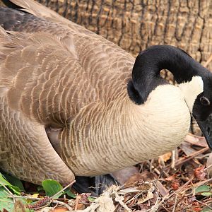 Canada Goose