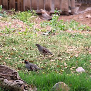 Gambel's Quails