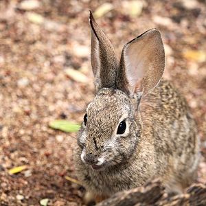 Desert Cottontail