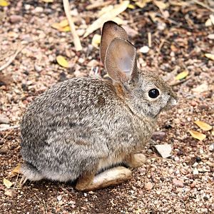 Desert Cottontail