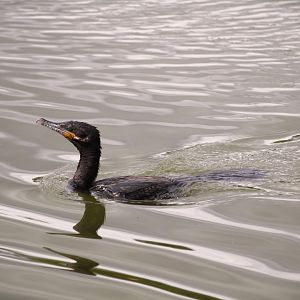 Neotropic Cormorant