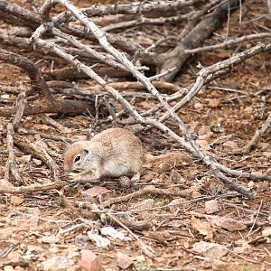 Round-tailed Ground Squirrel
