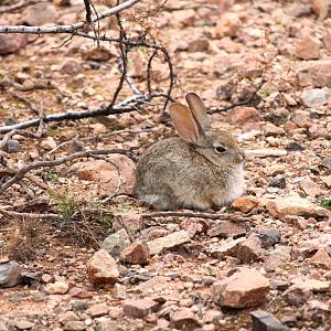 Desert Cottontail