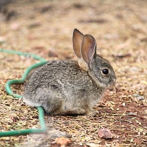 Desert Cottontail