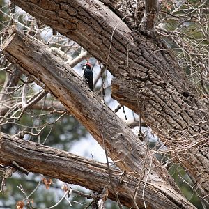 Acorn Woodpecker