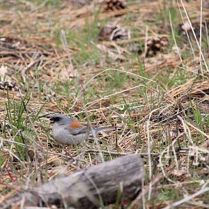 Red-backed Junco