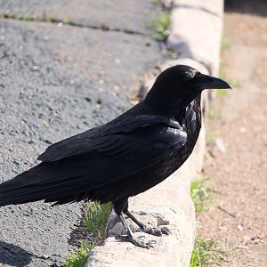 Southwestern Raven