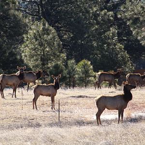 American Elk