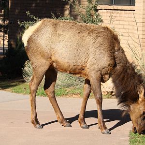 American Elk