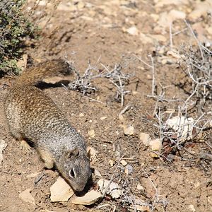 Arizona Rock Squirrel