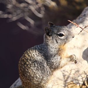 Arizona Rock Squirrel