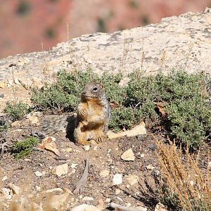 Arizona Rock Squirrel