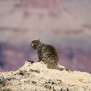 Arizona Rock Squirrel