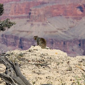 Arizona Rock Squirrel