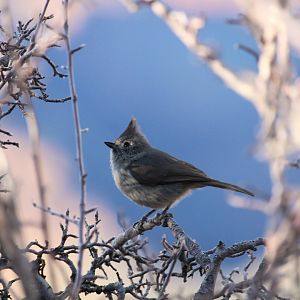 Juniper Titmouse