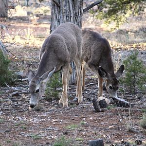 Desert Mule Deer