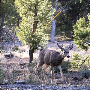 Desert Mule Deer