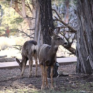 Desert Mule Deer