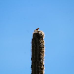 Northern House Finch