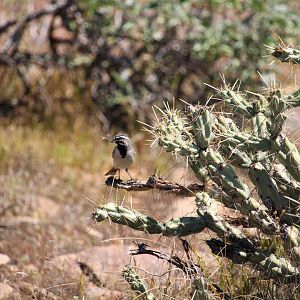 Desert Black-throated Sparrow