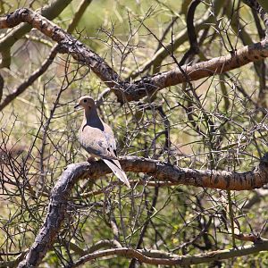 Western Mourning Dove
