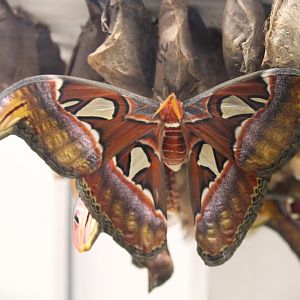 Atlas Moth