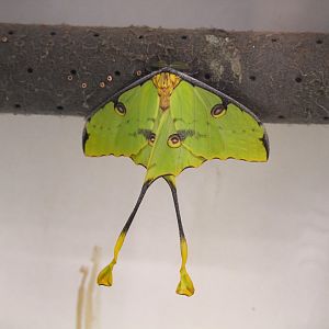 African Moon Moth