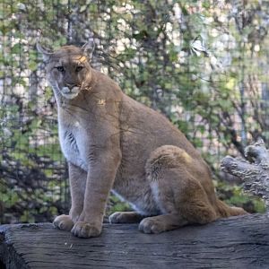Cougar