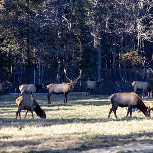 Elk
