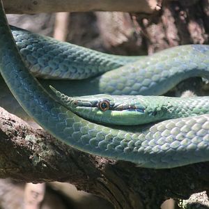Rhinoceros Ratsnake (Gonyosoma boulengeri)