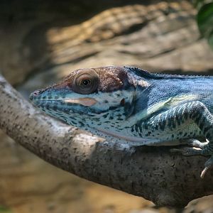 Smallwood's Anole (Anolis smallwoodi)
