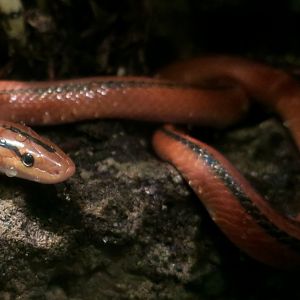 Thai Bamboo Ratsnake (Oreocryptophis porphyraceus coxi)