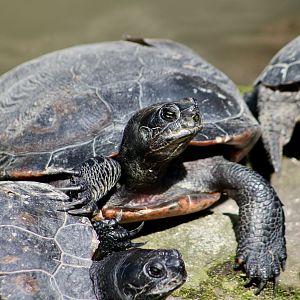 Northern Red-Bellied Cooter (Pseudemys rubriventris)