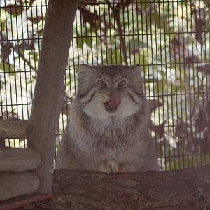 Pallas Cat