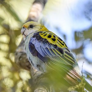 Pale-headed Rosella