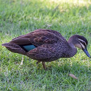 Pacific Black Duck